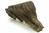 Fossil Woolly Mammoth Molar - Siberia #377772-3